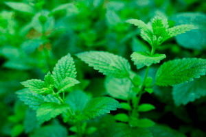 Lemon Balm